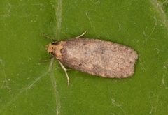 Angelica Flat-body (Agonopterix angelicella)