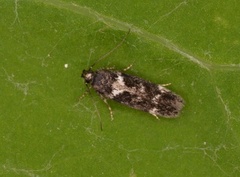 Caryocolum vicinella