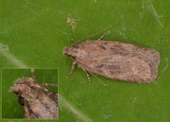 Chervil Flat-body (Depressaria sordidatella)