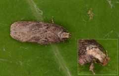 Pignut Flat-body (Depressaria pulcherrimella)