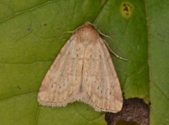 Small Dotted Buff (Photedes minima)