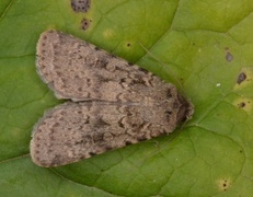 Sandmarkfly (Rhyacia simulans)