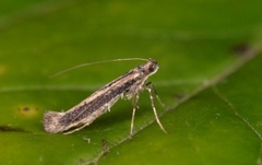 Pale Red Slender (Caloptilia elongella)