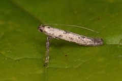 Caloptilia suberinella