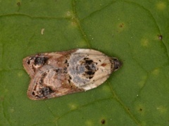 Marmorflatvikler (Acleris variegana)