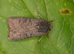 Svart jordfly (Euxoa nigricans)