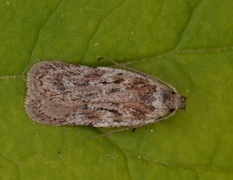 Depressaria silesiaca