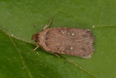 Agonopterix capreolella