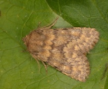 Brindled Ochre (Dasypolia templi)