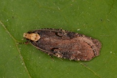 Large Purple Flat-body (Agonopterix liturosa)
