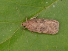 Chervil Flat-body (Depressaria sordidatella)