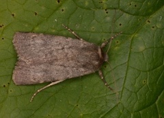 Northern Rustic (Standfussiana lucernea)