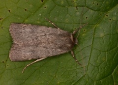 Mørkt klippefly (Standfussiana lucernea)