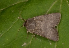 Northern Rustic (Standfussiana lucernea)
