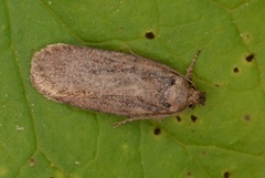 Brown Flat-body (Depressaria badiella)