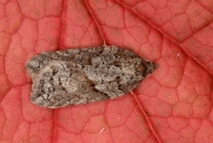 Blåbærflatvikler (Acleris maccana)