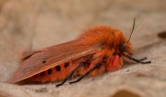 Ruby Tiger (Phragmatobia fuliginosa)