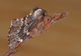 Båndet vårtannspinner (Odontosia sieversii)