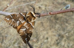 Vårspinner (Endromis versicolora)