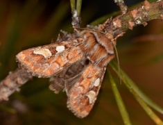 Furufly (Panolis flammea)