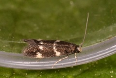 Elachista apicipunctella