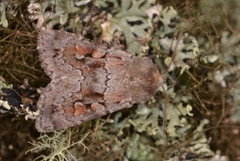 Northern Dart (Xestia alpicola)