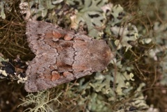 Grått fjellbakkefly (Xestia alpicola)