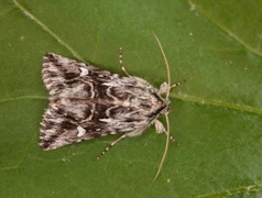 Toadflax Brocade (Calophasia lunula)