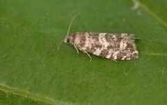 Common Spruce Bell (Epinotia tedella)