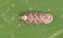 Pignut Flat-body (Depressaria pulcherrimella)