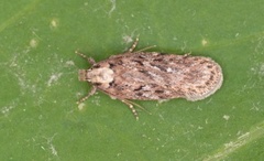 Depressaria pulcherrimella