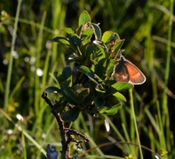 Myrringvinge (Coenonympha tullia)