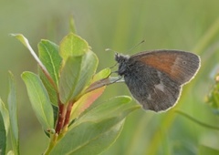 Myrringvinge (Coenonympha tullia)