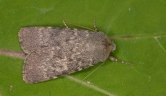 Northern Rustic (Standfussiana lucernea)