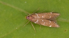 Argolamprotes micella