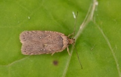 Agonopterix capreolella