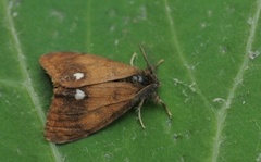 The Vapourer (Orgyia antiqua)