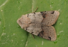 Brown-spot Pinion (Agrochola litura)