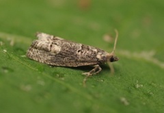 Dark Aspen Bell (Epinotia maculana)
