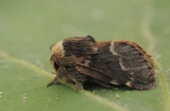 December Moth (Poecilocampa populi)