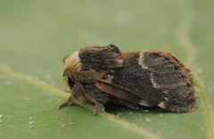 Høstspinner (Poecilocampa populi)