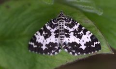 Argent & Sable (Rheumaptera hastata)