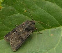 Garden Dart (Euxoa nigricans)