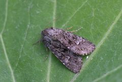 Glaucous Shears (Papestra biren)