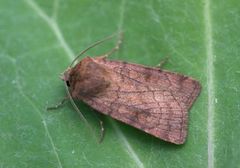 Six-striped Rustic (Xestia sexstrigata)