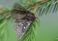 Taigaspinner (Cosmotriche lobulina)