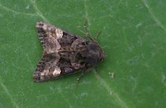 Small Angle Shades (Euplexia lucipara)