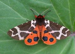 Garden Tiger (Arctia caja)
