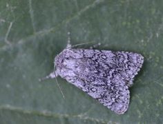 Blågrått kveldfly (Acronicta euphorbiae)