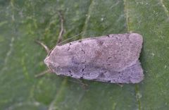 Ashworth's Rustic (Xestia ashworthii)